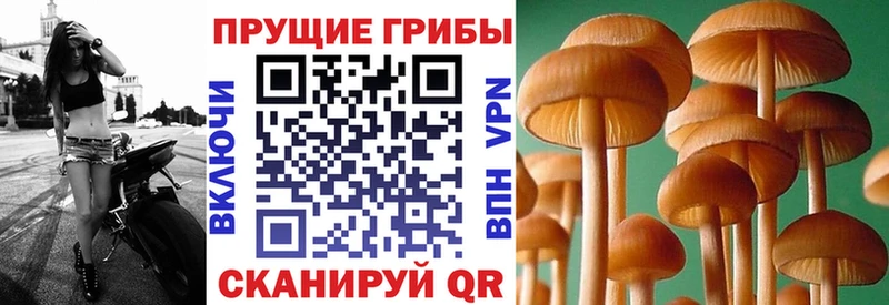 как найти закладки  Закаменск  Галлюциногенные грибы Psilocybine cubensis 